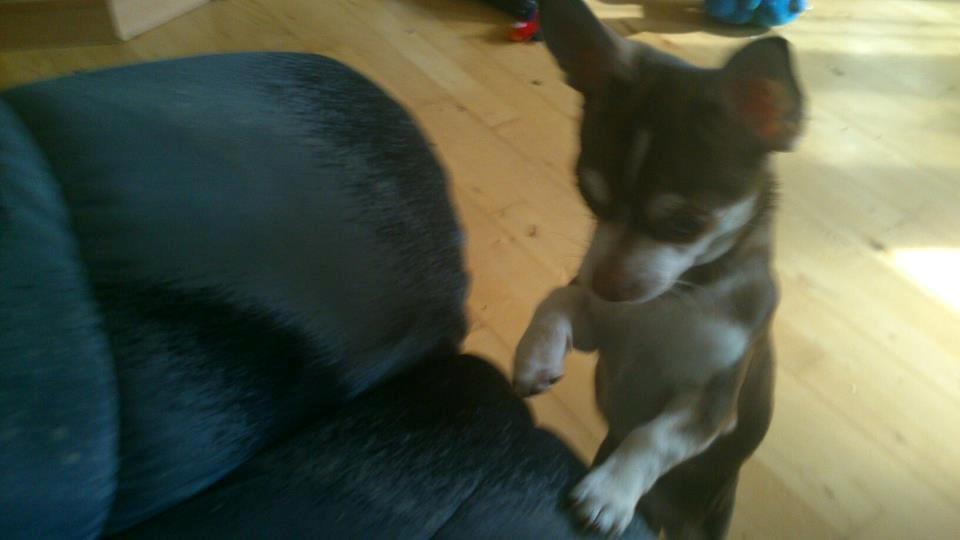 Chihuahua Choko - Når han ikke kan nå sit lejetøj :P billede 16