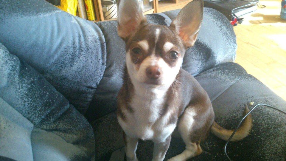 Chihuahua Choko - Min dejlige lille hund :) billede 18