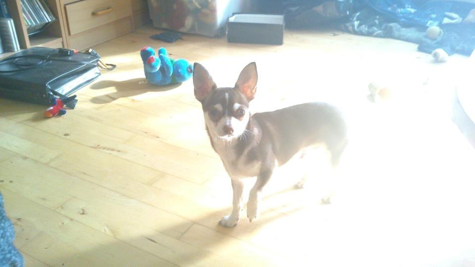 Chihuahua Choko - står og nyder det gode vejre :) billede 19