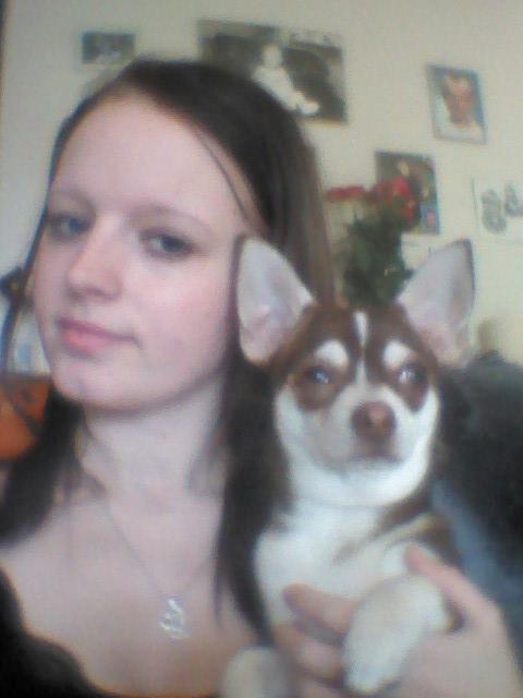 Chihuahua Choko - når man er heldig at fange et billede med ham og mig :) billede 17