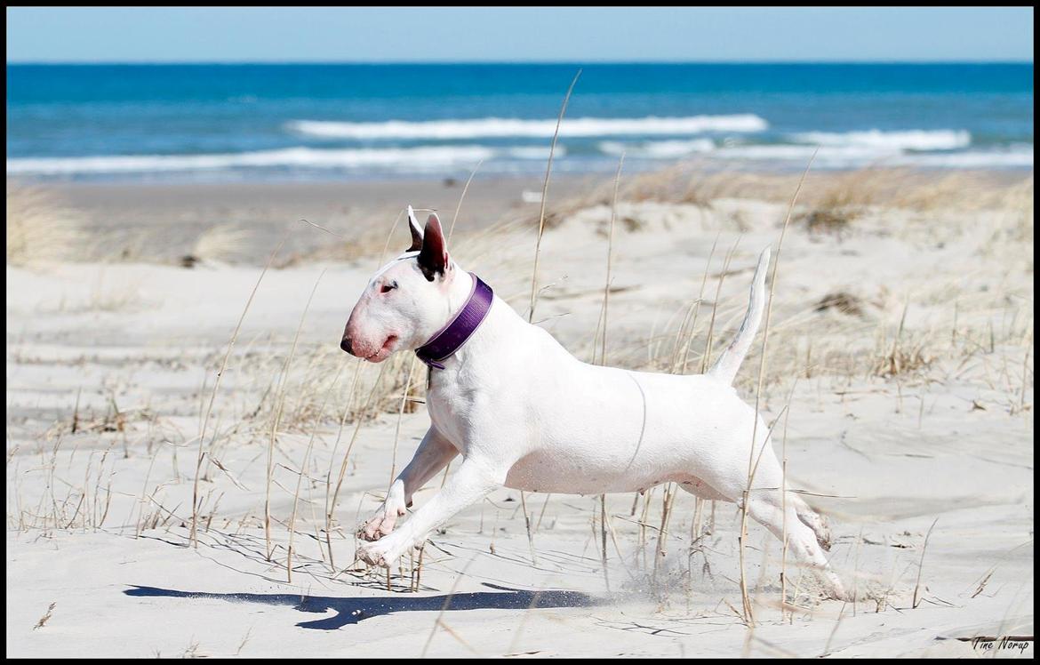 Bullterrier Amy - Amy 1 år, taget af Tine Norup :) billede 2