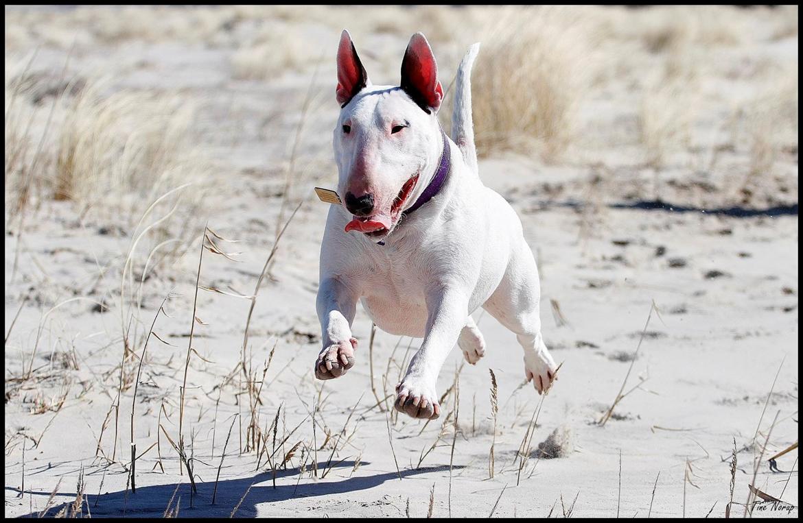Bullterrier Amy - Amy 1 år, taget af Tine Norup :) billede 7