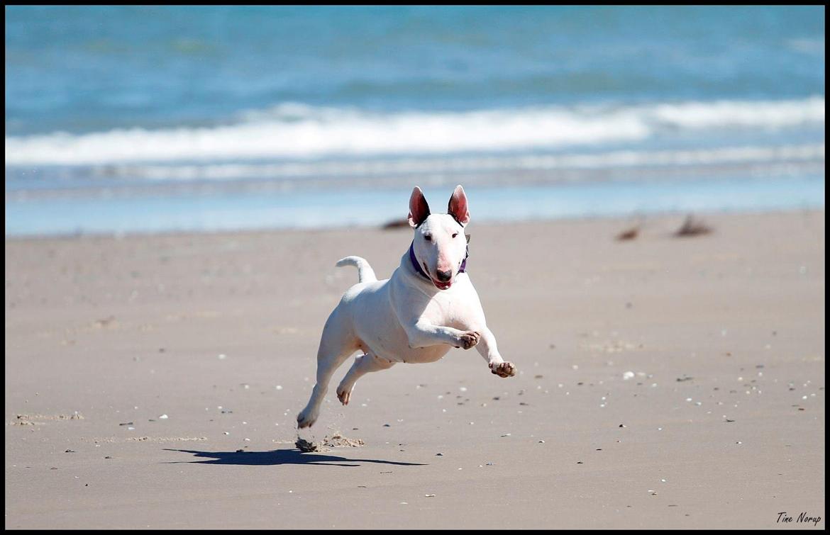 Bullterrier Amy - Amy 1 år, taget af Tine Norup :) billede 9