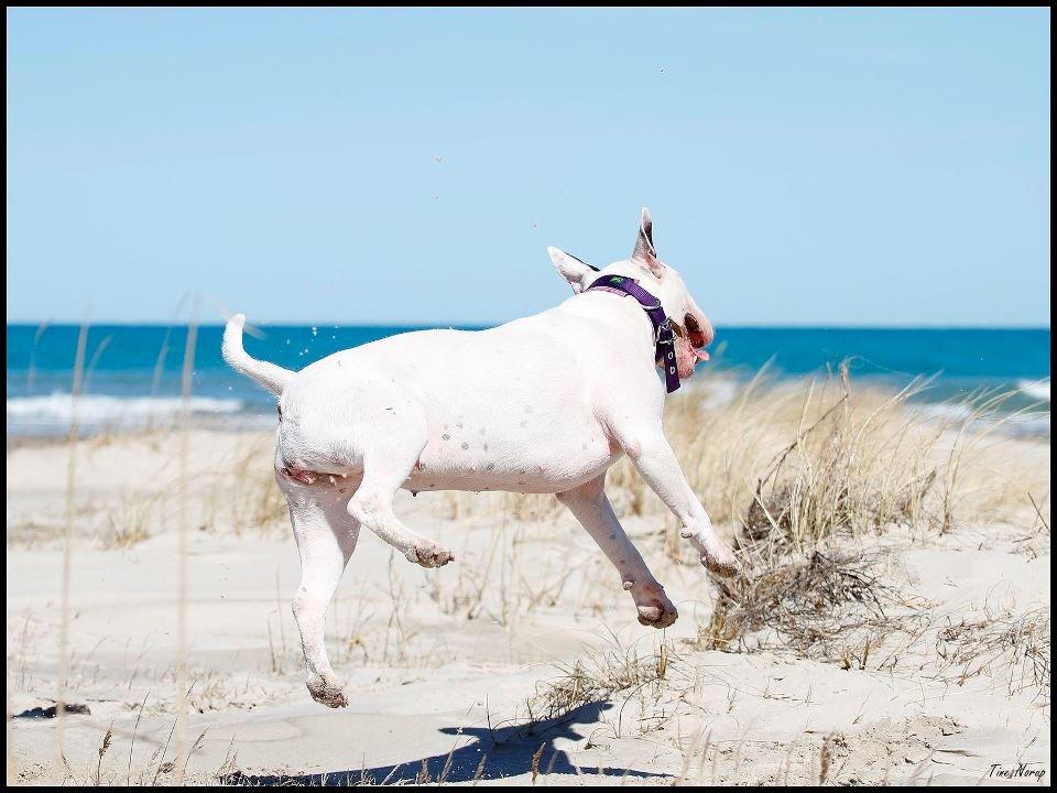 Bullterrier Amy - Fjolle-Amy :) Billede taget af Tine Norup! billede 10