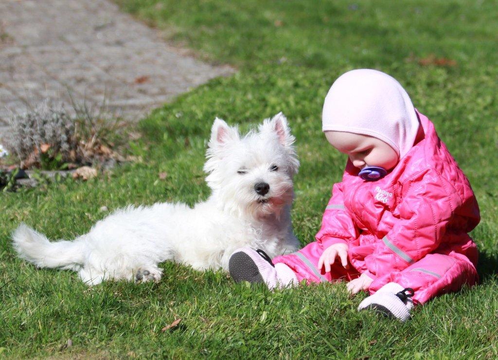 West highland white terrier Wass Ewita - Gry - Gry 8 måneder gammel, sammen med vores 8 måneder gamle datter.  billede 11