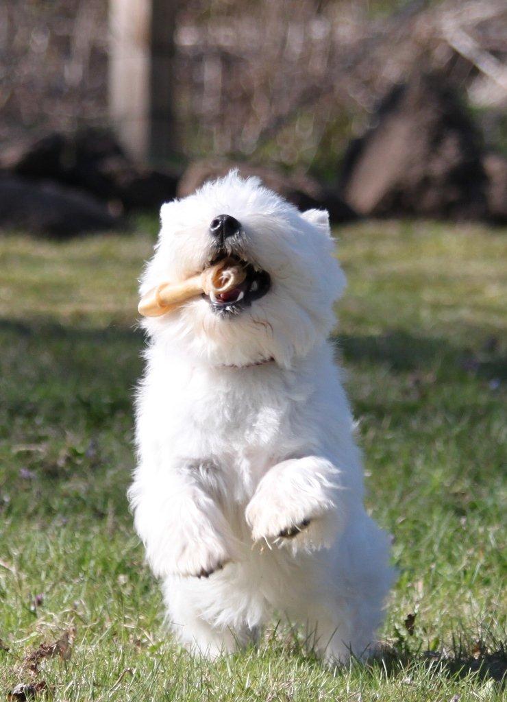 West highland white terrier Wass Ewita - Gry - Gry 8 måneder gammel. 
Triumferer lige hven rundt med sit kødben.  billede 12