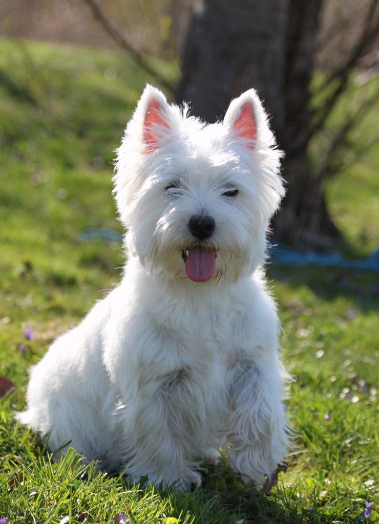 West highland white terrier Wass Ewita - Gry - Gry 8 måneder gammel.  billede 13