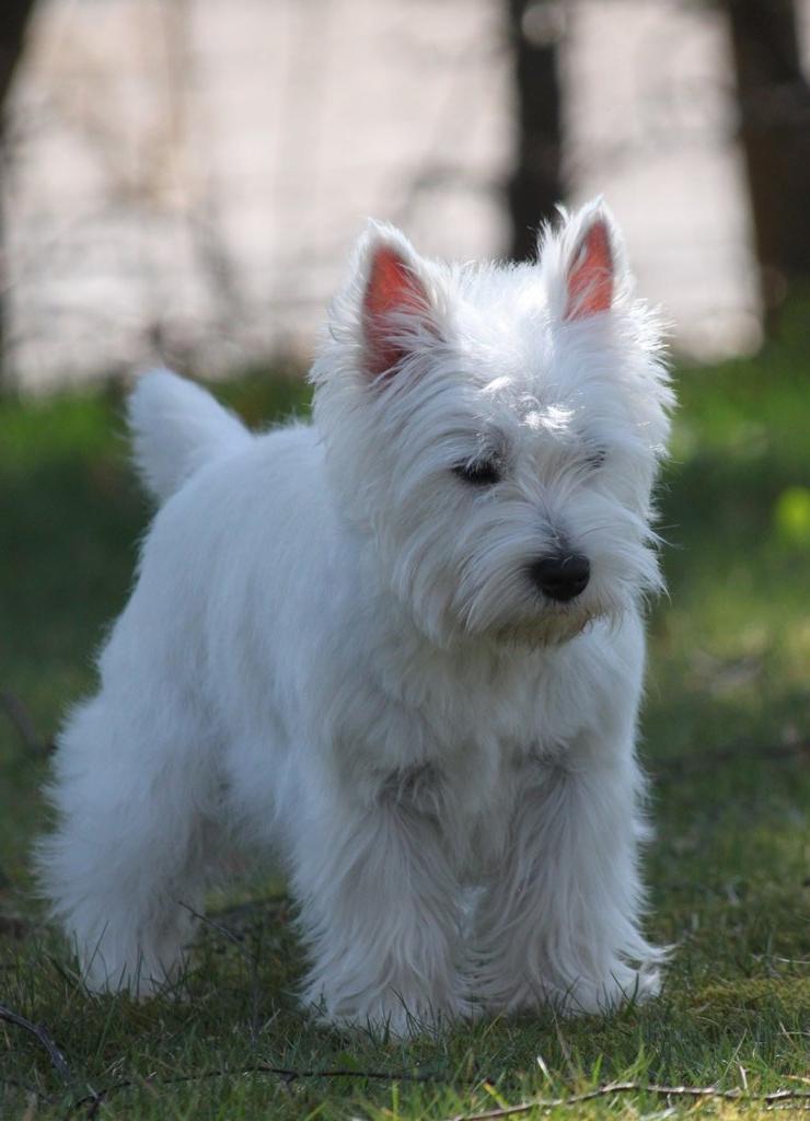 West highland white terrier Wass Ewita - Gry - Gry 8 måneder gammel.  billede 10