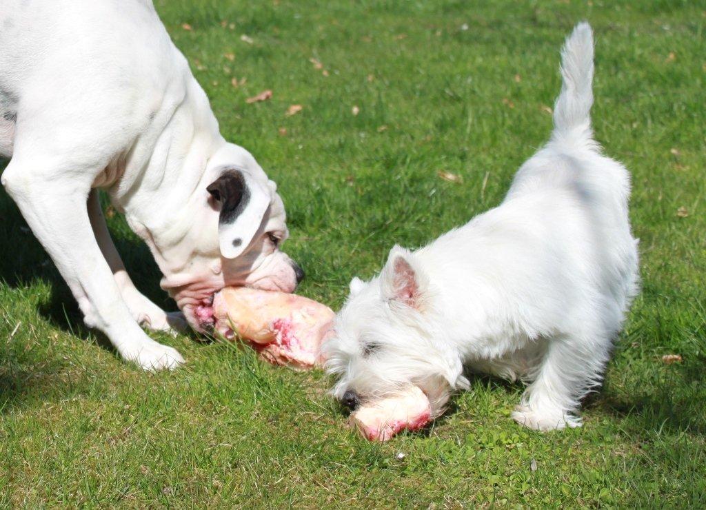 West highland white terrier Wass Ewita - Gry - Gry 8 måneder gammel. 
Fejre Freja's fødselsdag med en lækker økologisk okse knogle :D  billede 14