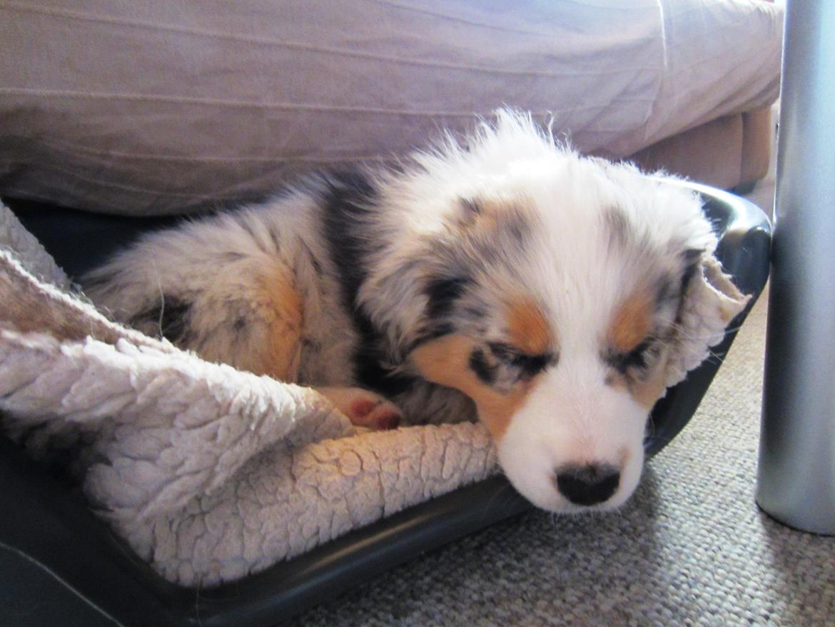 Australian shepherd Touch Of An Angel (Winterfell) - 2/5 13 - Første dag hjemme, 9 uger gammel billede 13