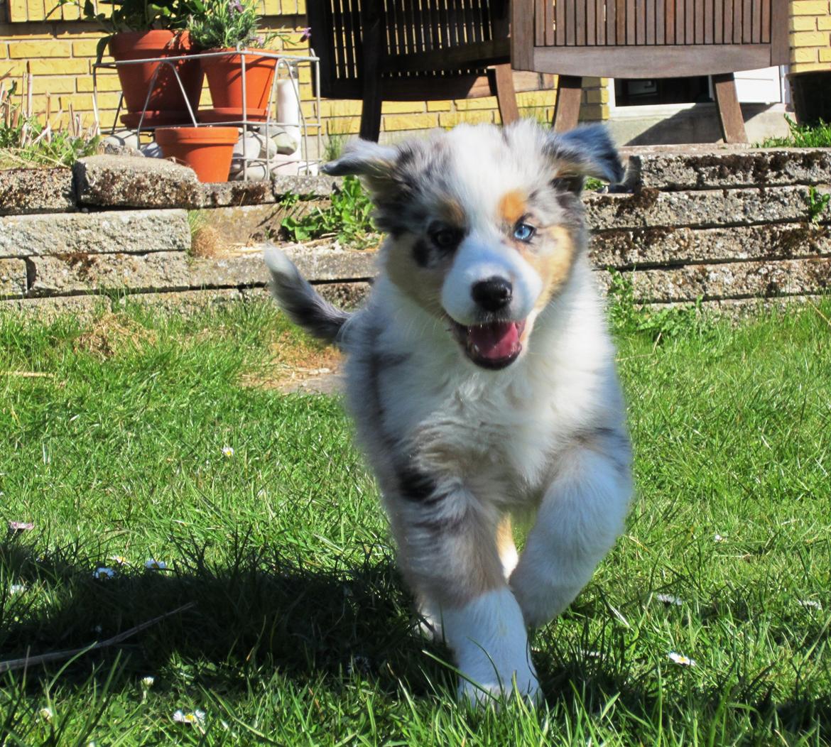 Australian shepherd Touch Of An Angel (Winterfell) - 2/5 13 - Første dag hjemme, 9 uger gammel billede 14