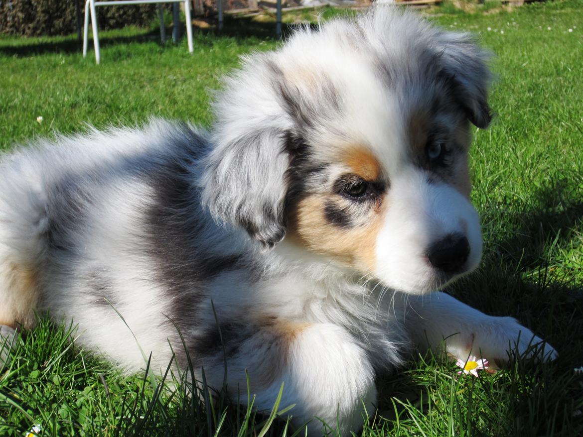 Australian shepherd Touch Of An Angel (Winterfell) - 2/5 13 - Første dag hjemme, 9 uger gammel billede 15