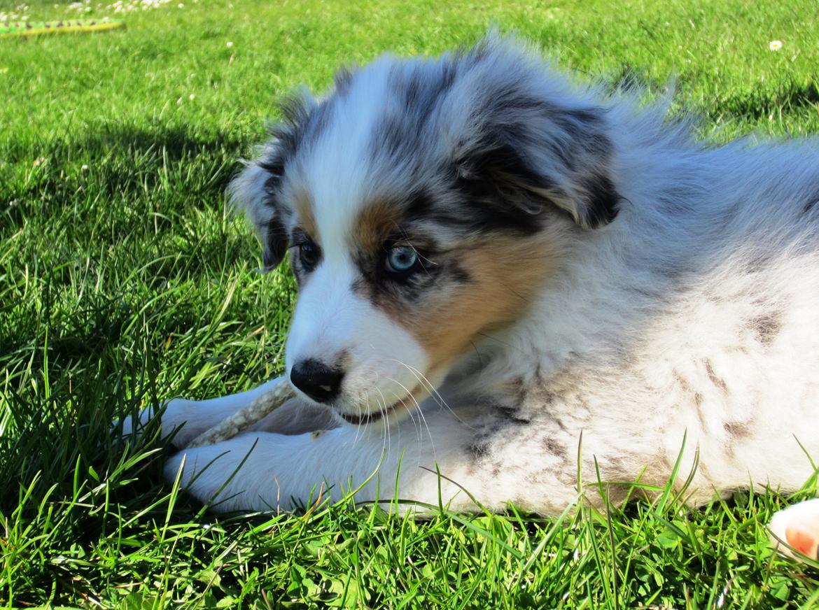 Australian shepherd Touch Of An Angel (Winterfell) - 2/5 13 - Første dag hjemme, 9 uger gammel billede 16