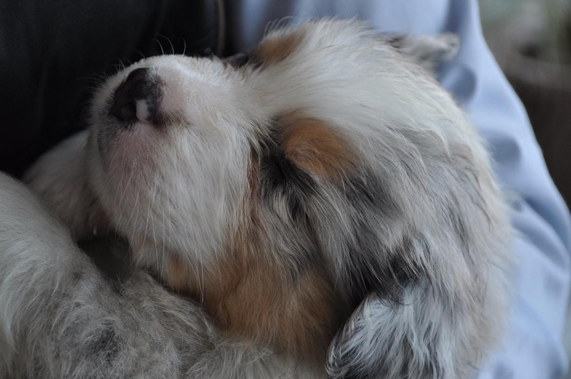 Australian shepherd Touch Of An Angel (Winterfell) - 31/3 13 - 5 uger gammel <3 billede 9