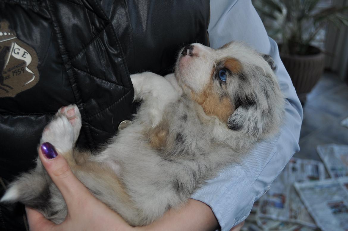 Australian shepherd Touch Of An Angel (Winterfell) - 31/3 13 - 5 uger gammel <3 billede 6