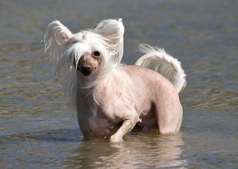 Chinese crested hårløs Silas - *2/5-13* billede 2