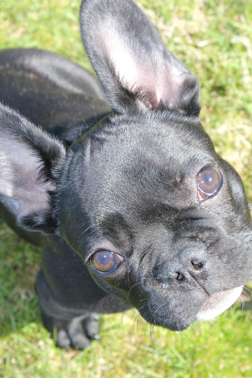 Fransk bulldog Marley billede 4