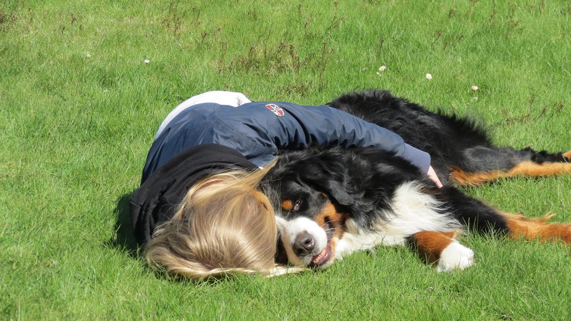 Berner sennenhund Lady Xiera's Voltaire (Bosco) - You make me smile, yeah you really do. billede 30