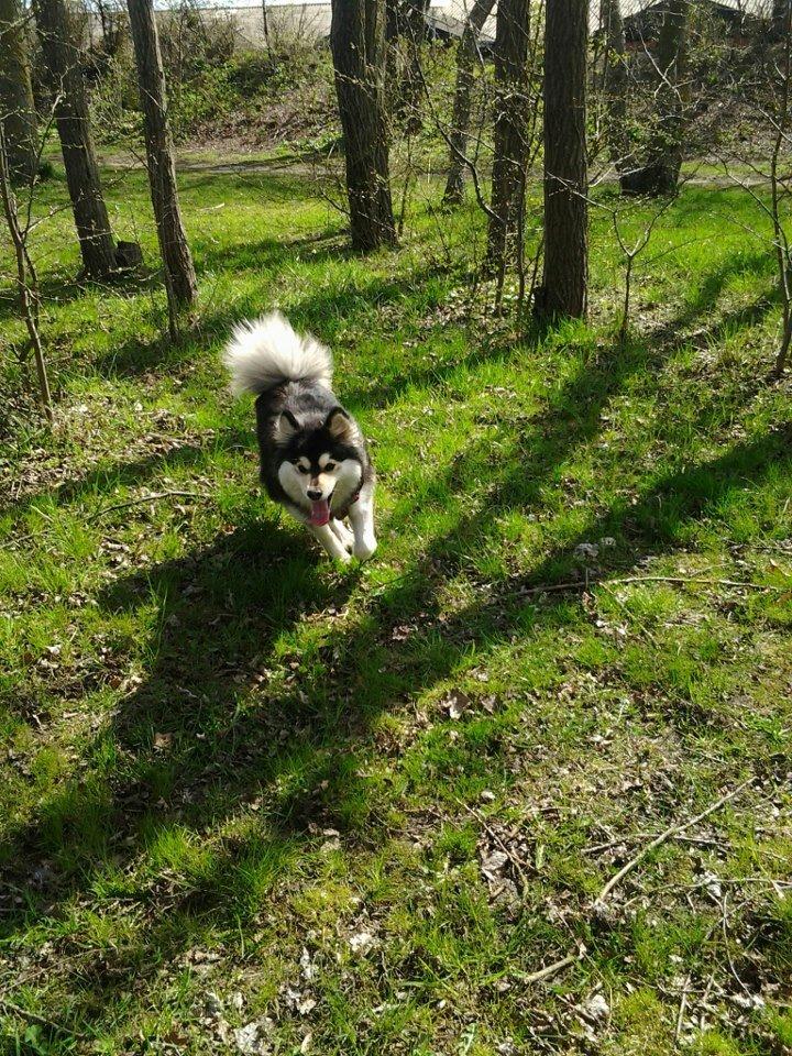 Finsk lapphund gottorps Ussi (kaldt: Bertha) billede 19