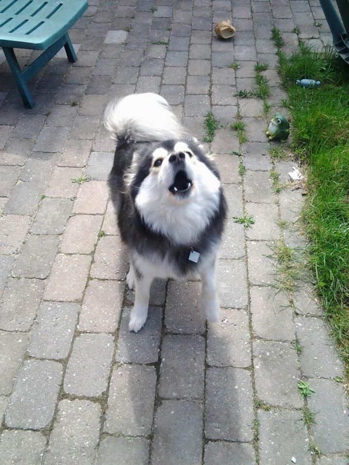 Finsk lapphund gottorps Ussi (kaldt: Bertha) billede 37