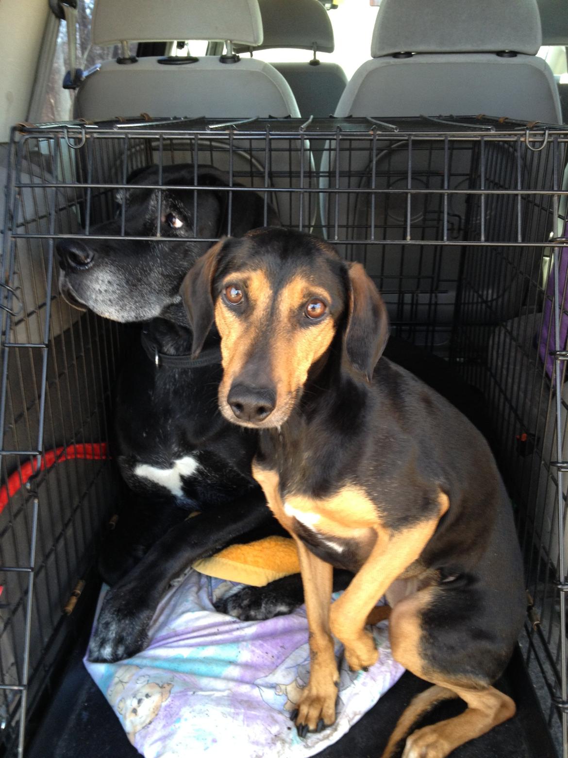 Blanding af racer Chili - På vej på tur med en af veninderne billede 12