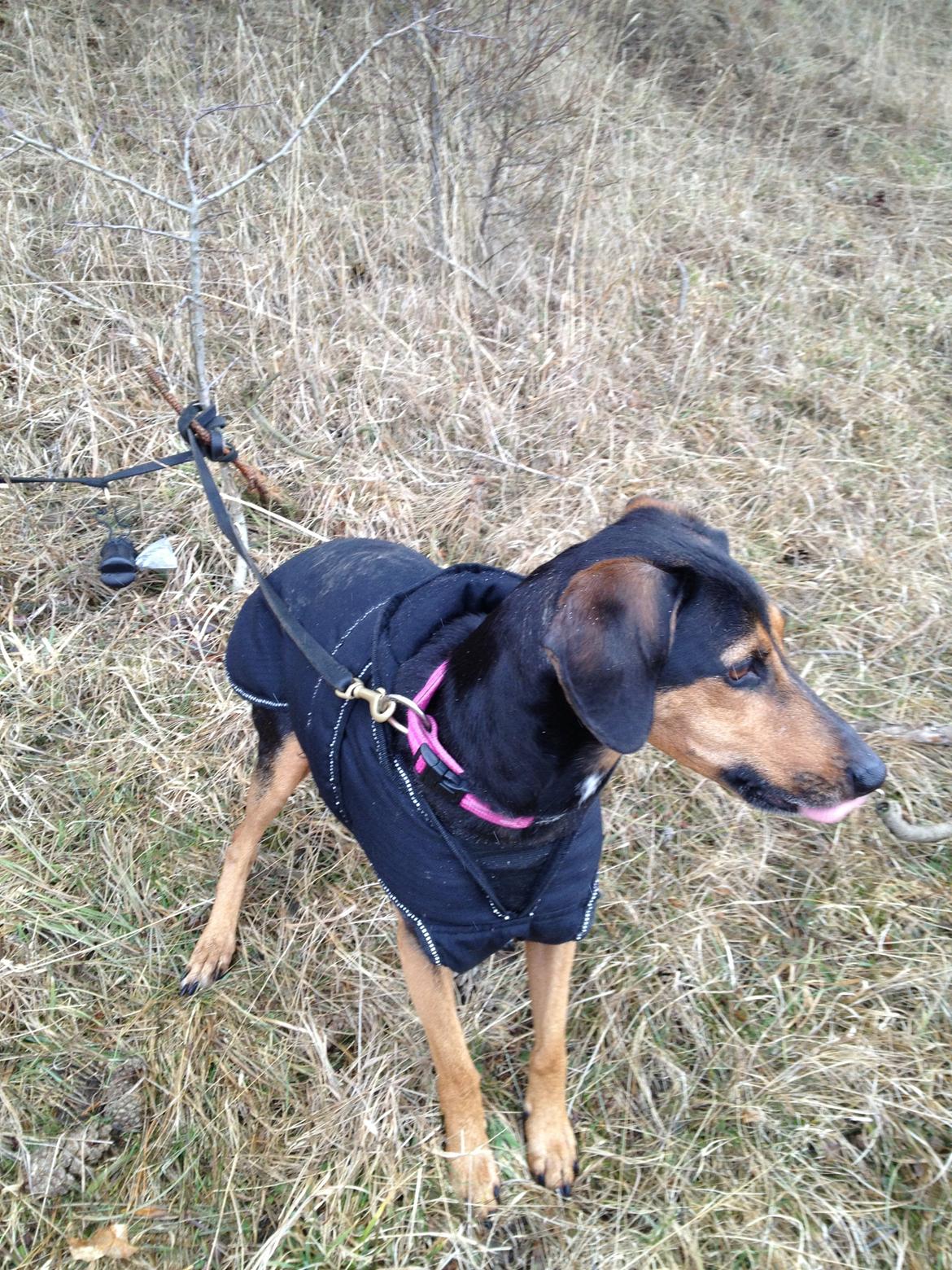 Blanding af racer Chili - Påsketur, ude og trille æg billede 2