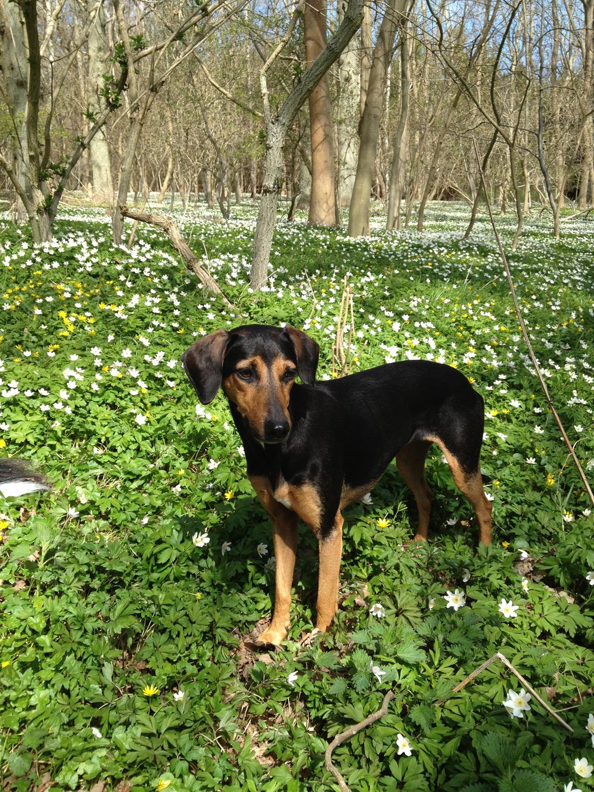 Blanding af racer Chili billede 5