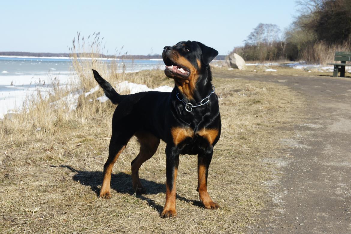 Rottweiler Enrica Vom Hause Desteny - 19 Mdr billede 8