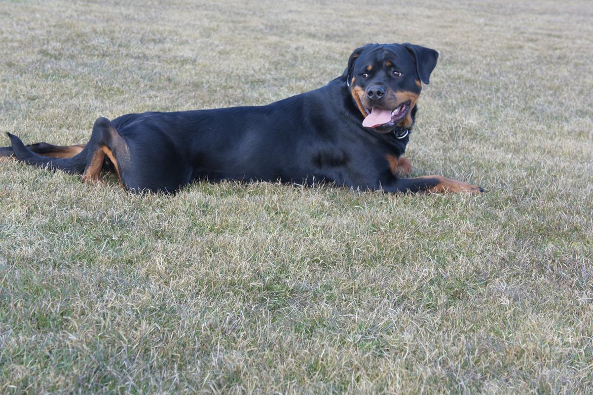 Rottweiler Enrica Vom Hause Desteny - 19 Mdr billede 11