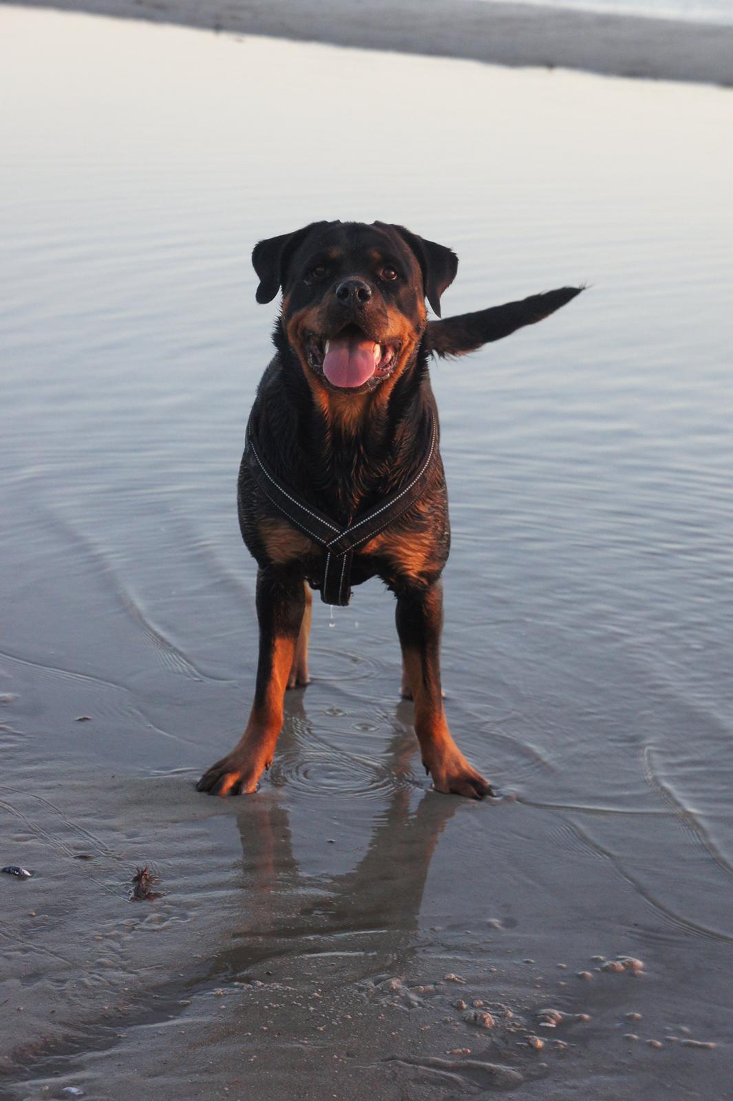 Rottweiler Enrica Vom Hause Desteny - 20 mdr. Vandhund! billede 5