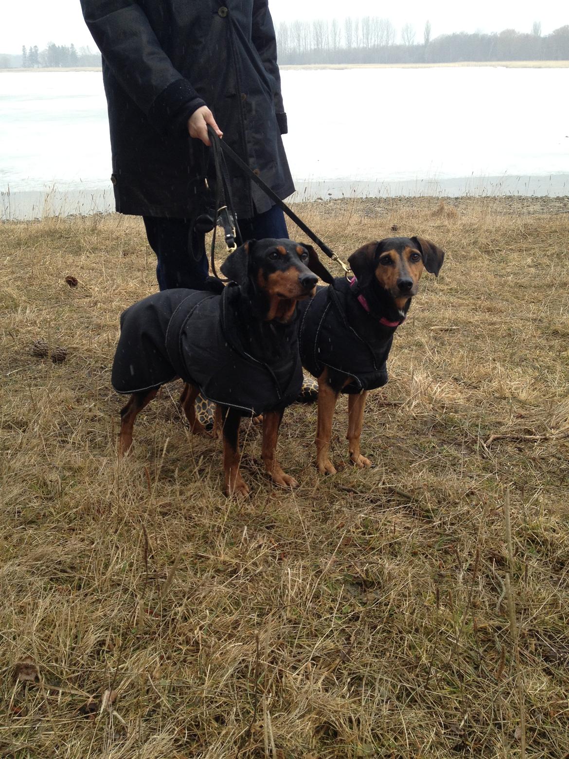 Blanding af racer Chili - Begge piger, med jakke på billede 6