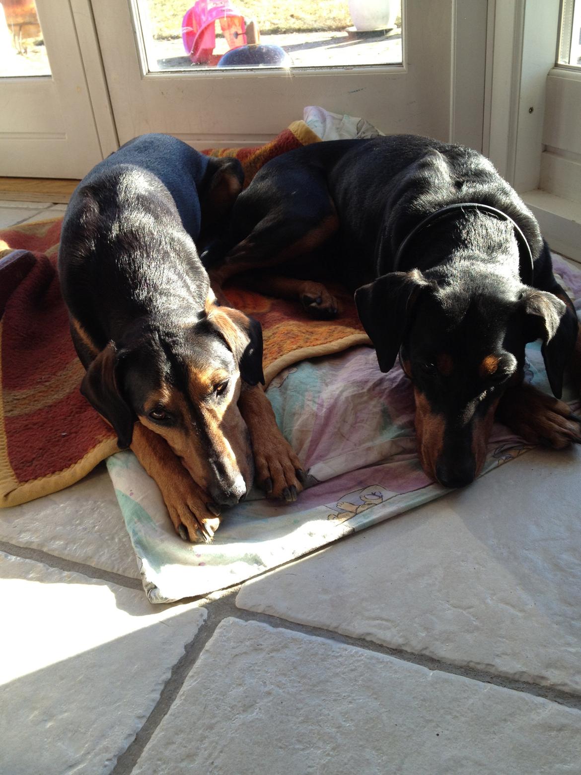 Blanding af racer Chili - BF :-) billede 7