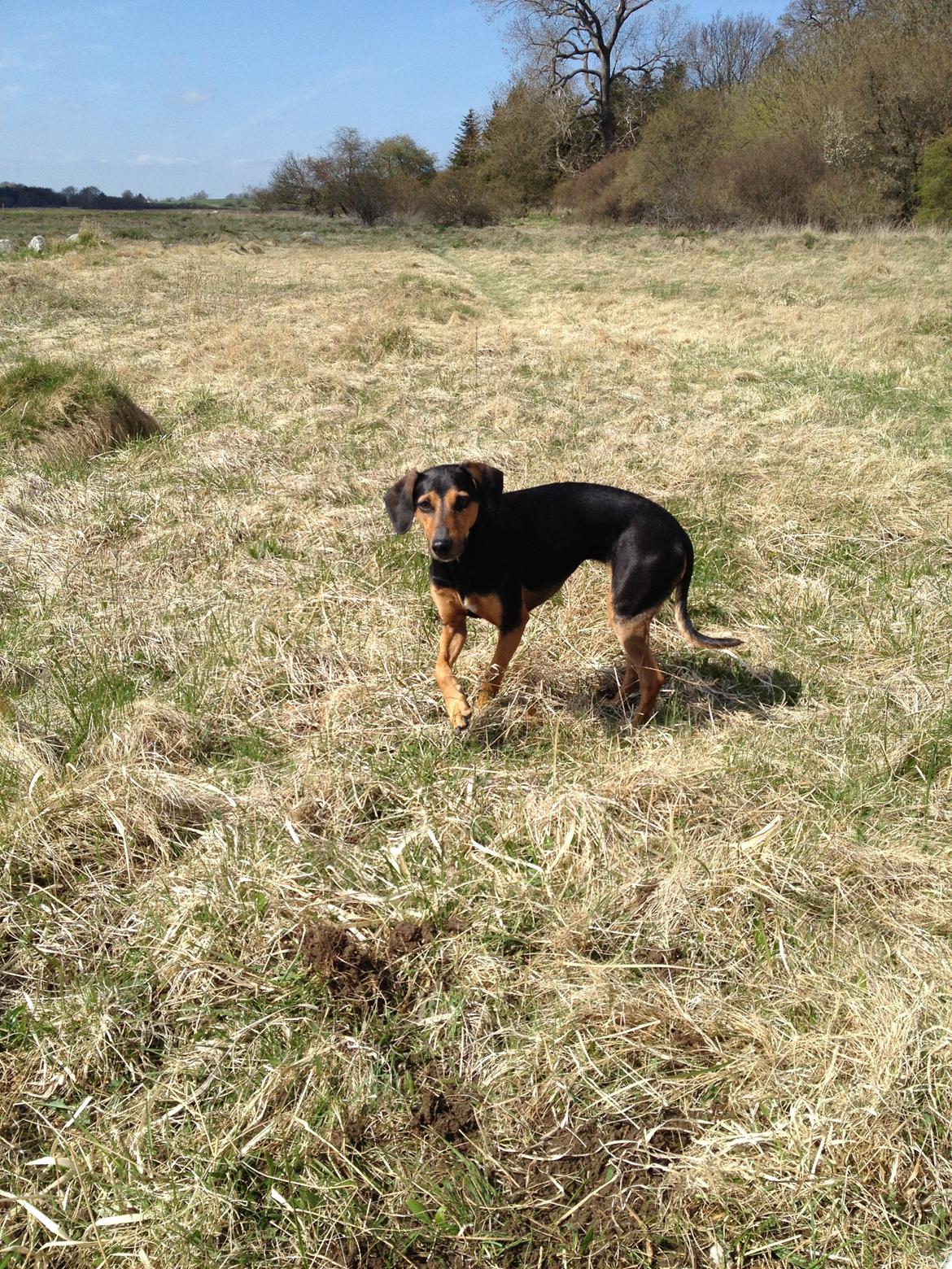 Blanding af racer Chili billede 8