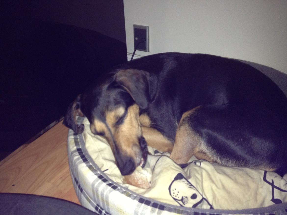 Blanding af racer Chili billede 10