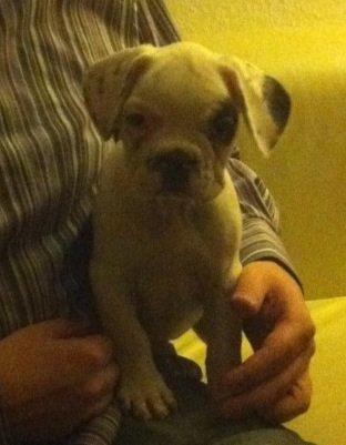 Fransk bulldog Hannibal billede 1