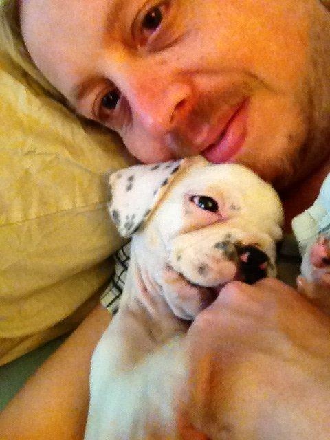 Fransk bulldog Hannibal billede 2