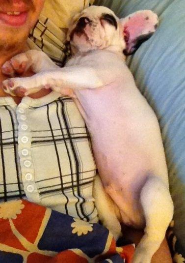 Fransk bulldog Hannibal billede 3