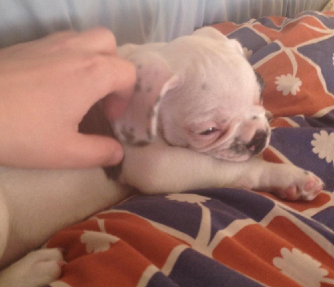 Fransk bulldog Hannibal billede 4