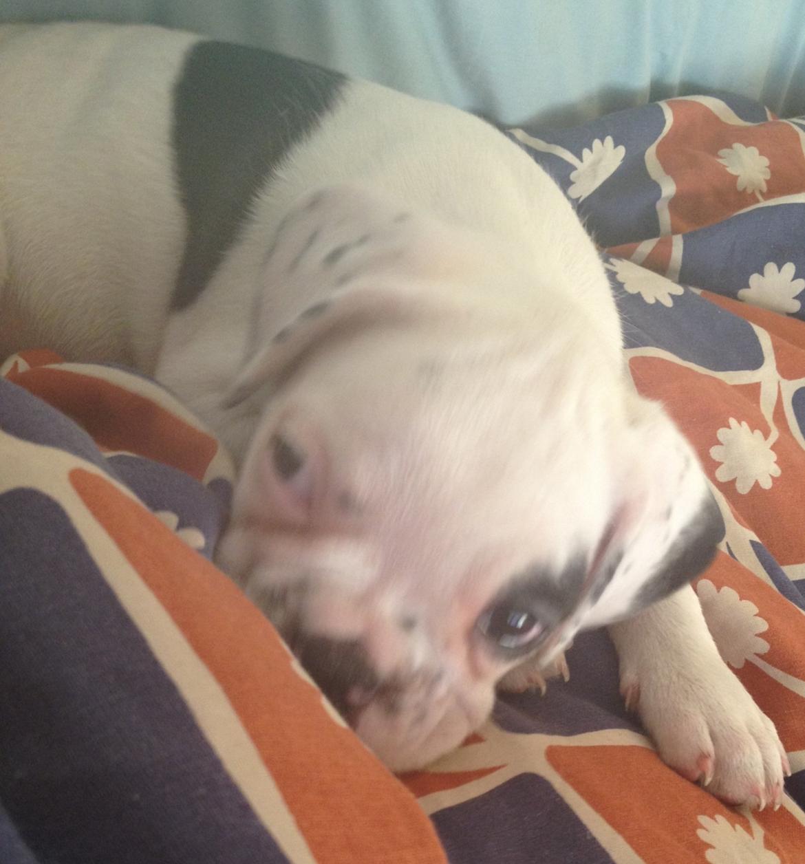 Fransk bulldog Hannibal billede 5