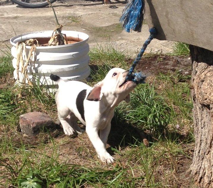 Fransk bulldog Hannibal billede 6