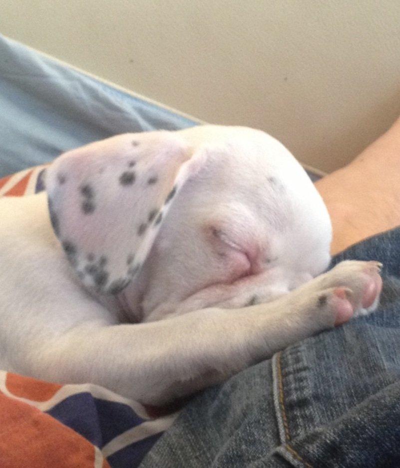 Fransk bulldog Hannibal billede 7