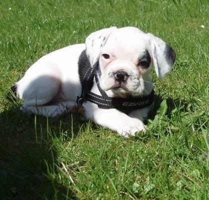 Fransk bulldog Hannibal billede 8