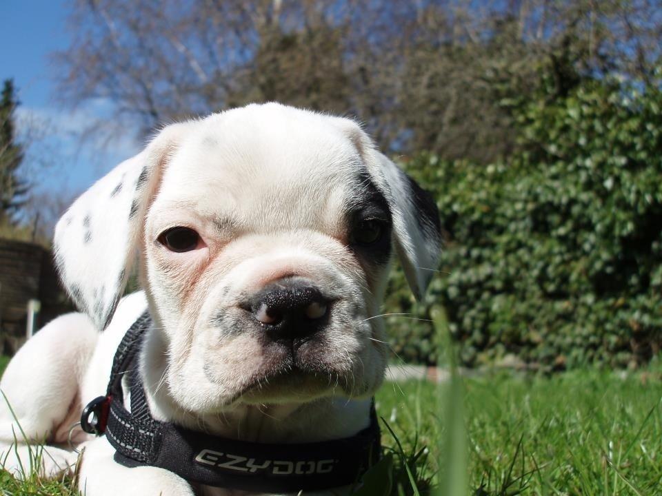 Fransk bulldog Hannibal billede 9