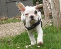 Fransk bulldog Hannibal billede 10