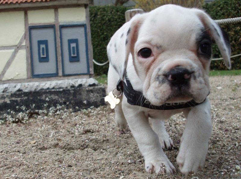 Fransk bulldog Hannibal billede 11