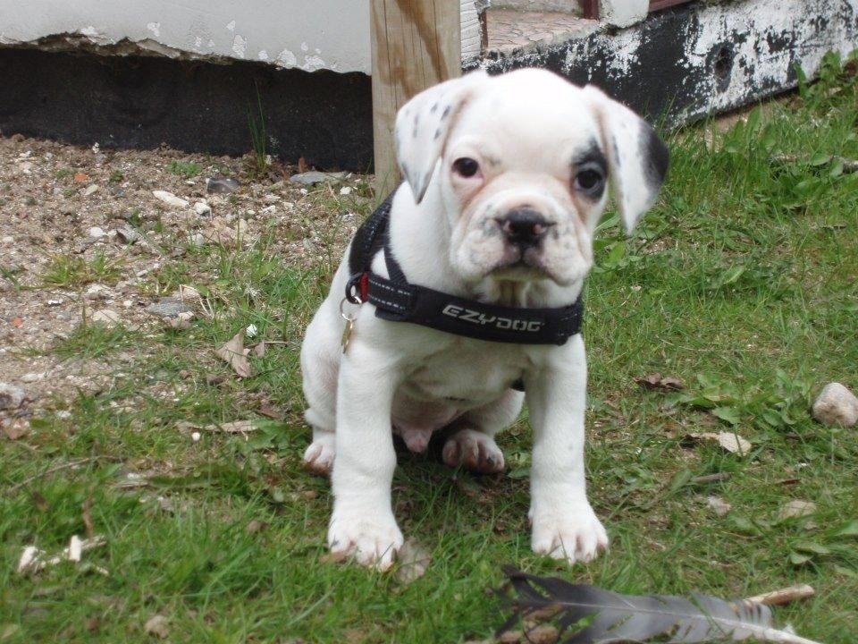 Fransk bulldog Hannibal billede 12