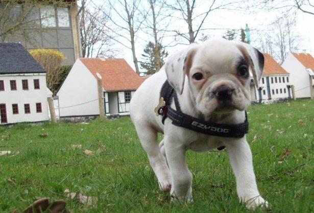 Fransk bulldog Hannibal billede 14