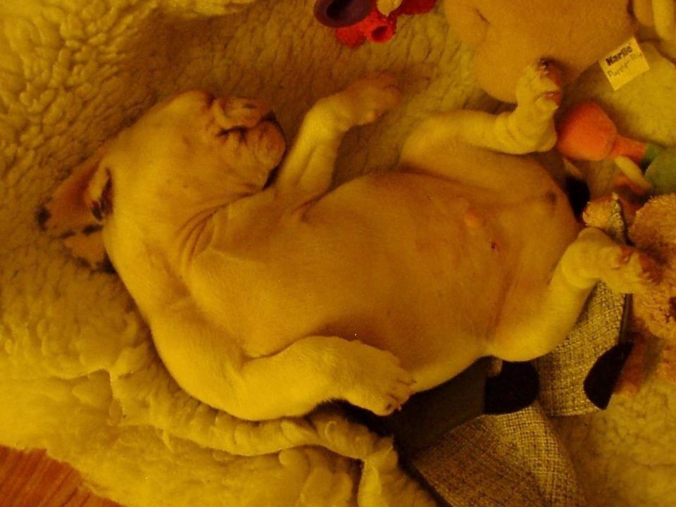 Fransk bulldog Hannibal billede 15