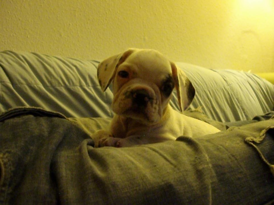 Fransk bulldog Hannibal billede 16