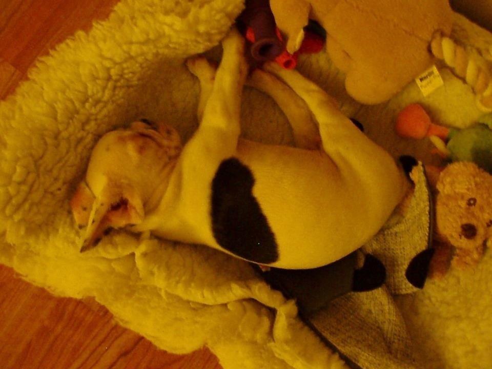 Fransk bulldog Hannibal billede 17